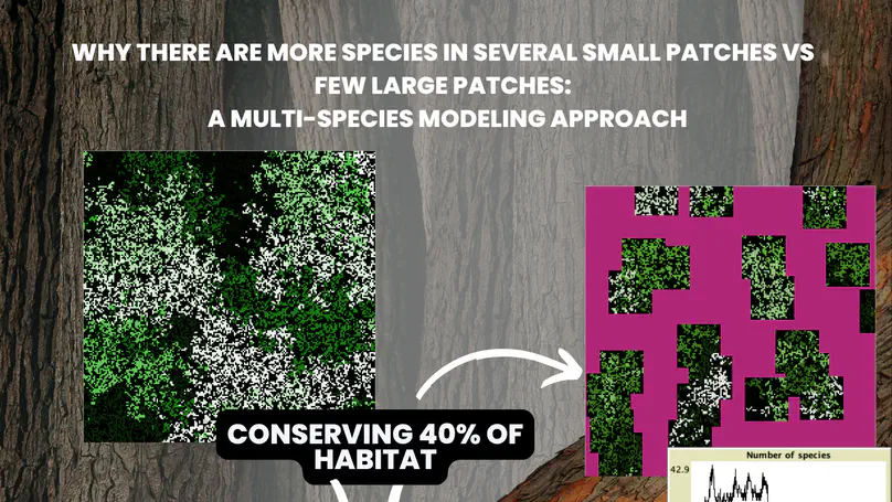 More Species in Small Patches vs. Large Patches: Insights from Modeling