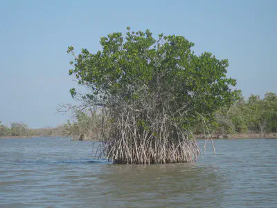 Florida Keys Mangrove Island. CC BY-SA 3.0,
https://en.wikipedia.org/w/index.php?curid=11746362