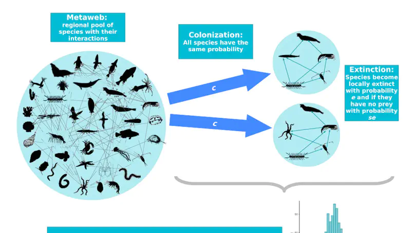 Ecological network assembly: how the regional metaweb influences local food webs